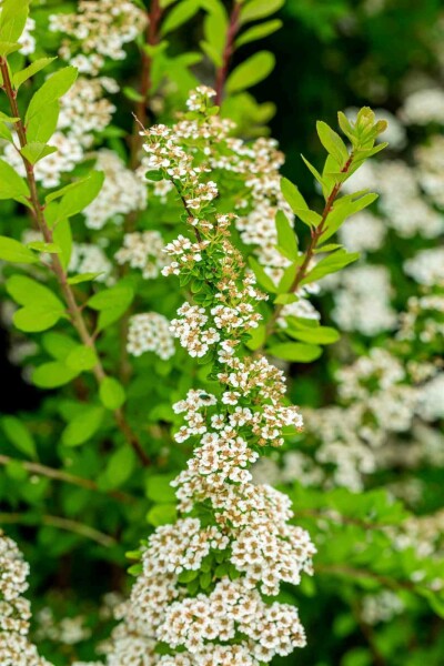 Japanische spiere Spiraea nipponica 'Snowmound' strauch 40-50 C3 Spiraea nipponica 'Snowmound' Strauch 40-50 cm