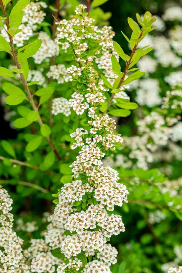 Japanische spiere Spiraea nipponica 'Snowmound' strauch 40-50 C3 Spiraea nipponica 'Snowmound' Strauch 40-50 cm