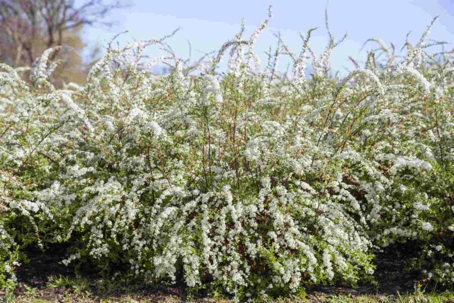 Thunbergs spiere Spiraea thunbergii strauch 20-25 C3 Spiraea thunbergii Strauch 20-25 cm