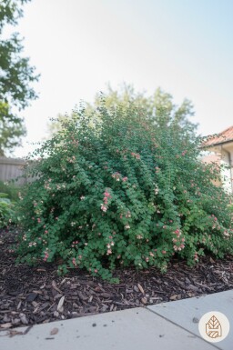 Symphoricarpos chenaultii 'Hancock' Strauch 15-20 cm