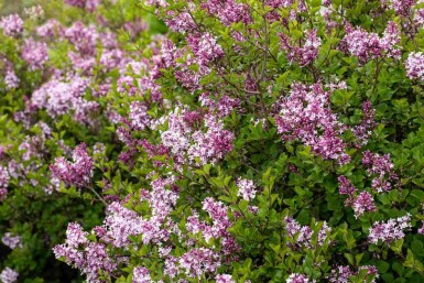 Meyers flieder Syringa meyeri 'Palibin' strauch 30-40 C3 Syringa meyeri 'Palibin' Strauch 30-40 cm