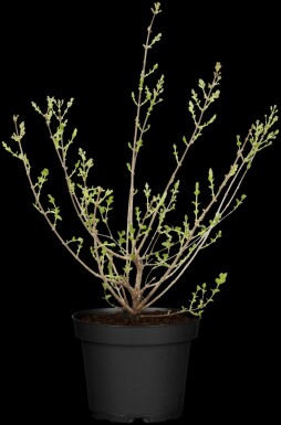 Meyers flieder Syringa meyeri 'Palibin' strauch 30-40 C3 Syringa meyeri 'Palibin' Strauch 30-40 cm