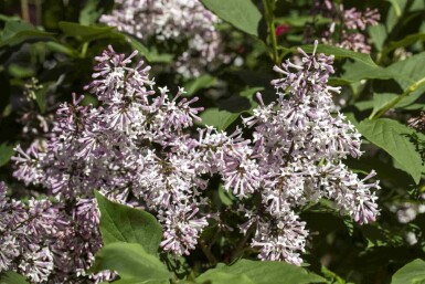 Flieder Syringa patula 'Miss Kim' strauch 30-40 C3 Syringa patula 'Miss Kim' Strauch 30-40 cm