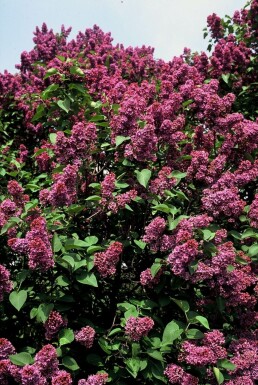 Gartenflieder Syringa vulgaris 'Andenken an Ludwig Spath' strauch Syringa vulgaris 'Andenken an Ludwig Spath' Strauch