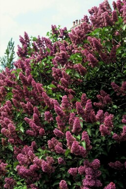 Gartenflieder Syringa vulgaris 'Andenken an Ludwig Spath' strauch Syringa vulgaris 'Andenken an Ludwig Spath' Strauch
