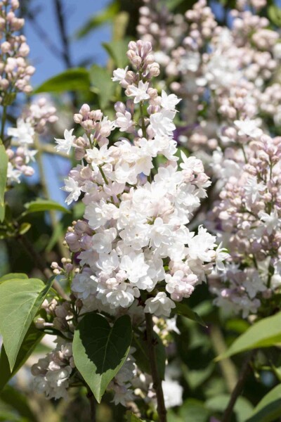 Gemeiner flieder Syringa vulgaris 'Beauty of Moscow' strauch 25-30 C3 Syringa vulgaris 'Beauty of Moscow' Strauch 25-30 cm