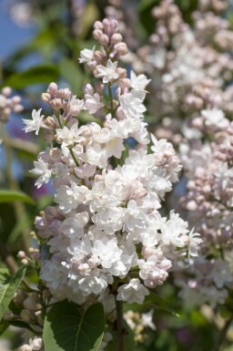 Gemeiner flieder Syringa vulgaris 'Beauty of Moscow' strauch 25-30 C3 Syringa vulgaris 'Beauty of Moscow' Strauch 25-30 cm