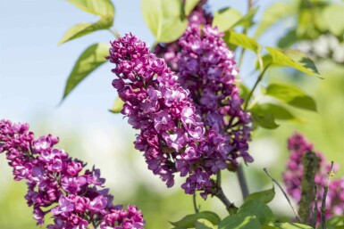 Flieder Syringa vulgaris 'Charles Joly' strauch 30-40 C3 Syringa vulgaris 'Charles Joly' Strauch 30-40 cm