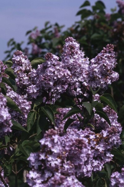 Syringa vulgaris 'Michel Buchner' Strauch 60-80 cm
