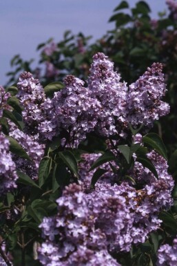 Gartenflieder Syringa vulgaris 'Michel Buchner' strauch Syringa vulgaris 'Michel Buchner' Strauch