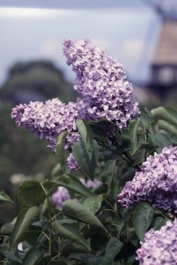 Gartenflieder Syringa vulgaris 'Michel Buchner' strauch Syringa vulgaris 'Michel Buchner' Strauch