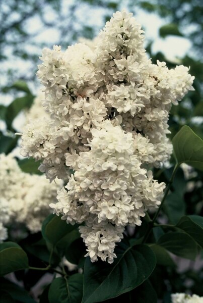 Gartenflieder Syringa vulgaris 'Mme Lemoine' strauch 40-50 C4 Syringa vulgaris 'Mme Lemoine' Strauch 40-50 cm