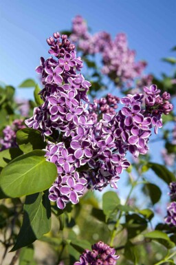Gemeiner flieder Syringa vulgaris 'Sensation' strauch 30-40 C3 Syringa vulgaris 'Sensation' Strauch 30-40 cm