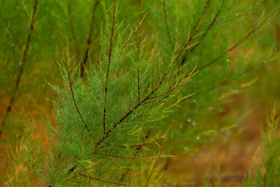 Tamariske Tamarisk tetrandra strauch 60-80 C3 Tamarisk tetrandra Strauch 60-80 cm