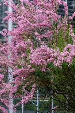 Kein Bild verfügbar