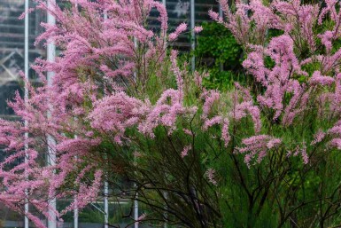 Rosa tamariske Tamarix ramosissima strauch 60-100 C4 Tamarix ramosissima Strauch 60-100 cm