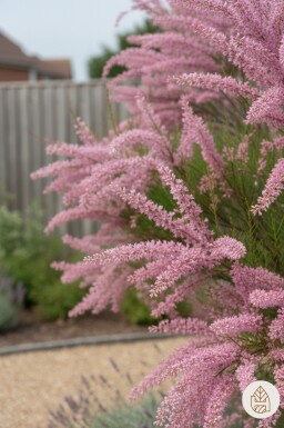 Tamarix ramosissima Strauch 60-100 cm