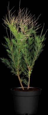 Tamariske Tamarix ramosissima 'Pink Cascade' strauch 80-100 C10 Tamarix ramosissima 'Pink Cascade' Strauch 80-100 cm