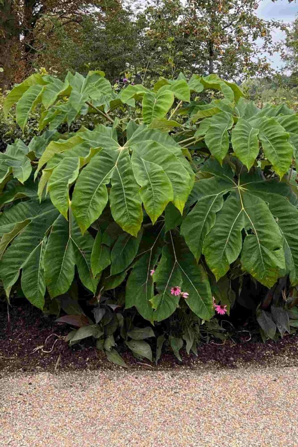 Tetrapanax Tetrapanax papyrifer 'Rex' strauch 40-60 C3 Tetrapanax papyrifer 'Rex' Strauch 40-60 cm