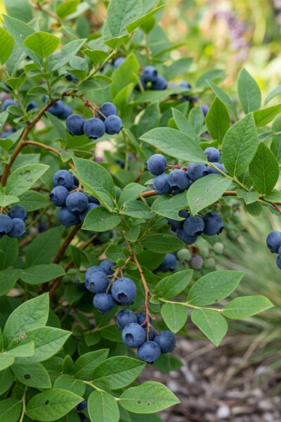 Vaccinium corymbosum 'Goldtraube' Strauch 40-50 cm