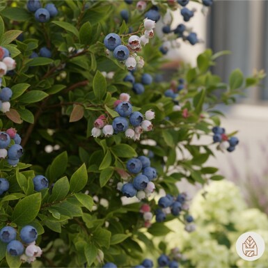 Vaccinium corymbosum 'Goldtraube' Strauch 40-50 cm