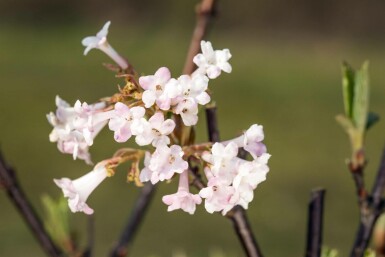 Duftender schneeball Viburnum bodnantense 'Charles Lamont' strauch 60-80 C5 Viburnum bodnantense 'Charles Lamont' Strauch 60-80 cm