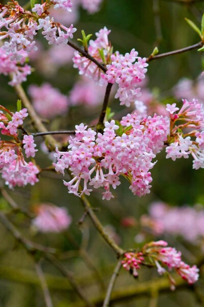 Winterschneeball Viburnum bodnantense 'Dawn' strauch 125-150 C20 Viburnum bodnantense 'Dawn' Strauch 125-150 cm