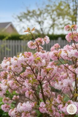Viburnum bodnantense 'Dawn' Strauch 125-150 cm