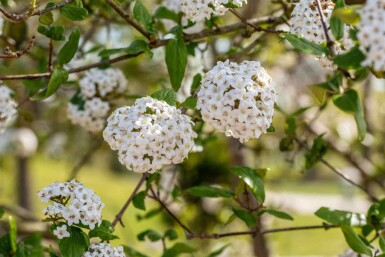Oster-Schneeball Viburnum burkwoodii strauch 30-40 C3 Viburnum burkwoodii Strauch 30-40 cm