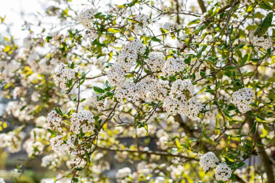 Oster-Schneeball Viburnum burkwoodii strauch 60-80 C7,5 Viburnum burkwoodii Strauch 60-80 cm