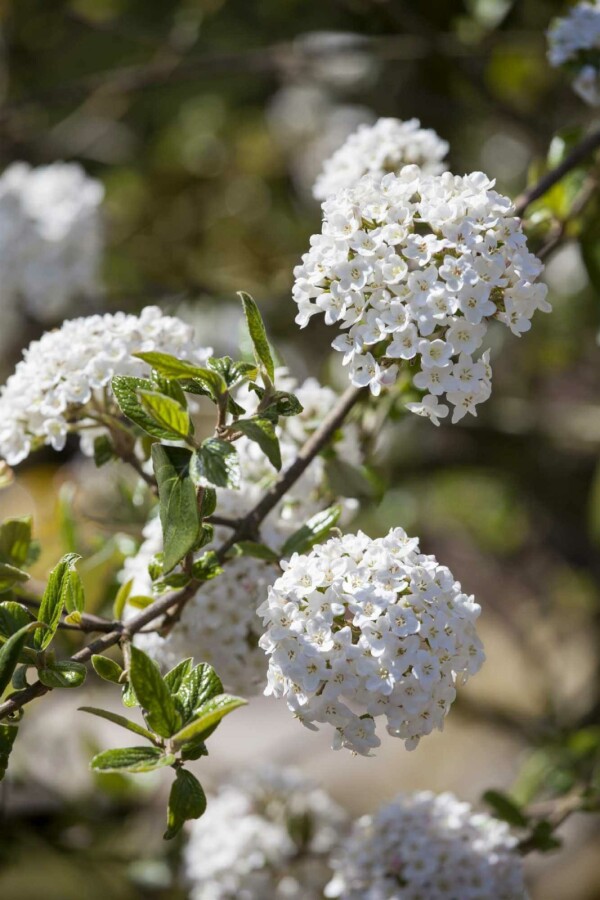 Oster-Schneeball Viburnum burkwoodii strauch 60-80 C7,5 Viburnum burkwoodii Strauch 60-80 cm