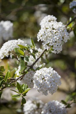 Oster-Schneeball Viburnum burkwoodii strauch 60-80 C7,5 Viburnum burkwoodii Strauch 60-80 cm