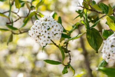 Oster-Schneeball Viburnum burkwoodii strauch 60-80 C7,5 Viburnum burkwoodii Strauch 60-80 cm
