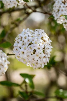 Oster-Schneeball Viburnum burkwoodii strauch 60-80 C7,5 Viburnum burkwoodii Strauch 60-80 cm