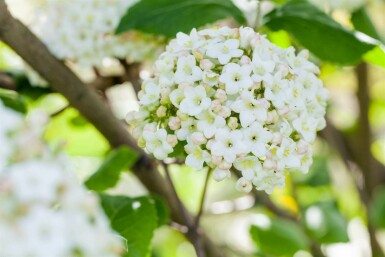 Großblumiger Duft-Schneeball Viburnum carlcephalum strauch 30-40 C3 Viburnum carlcephalum Strauch 30-40 cm
