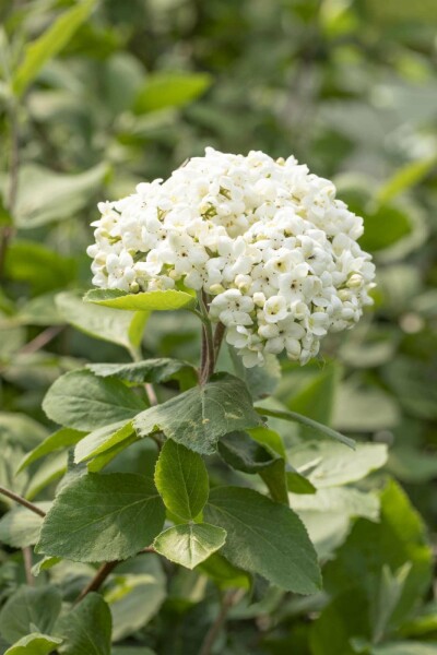 Großblumiger Duft-Schneeball Viburnum carlcephalum strauch 50-60 C5 Viburnum carlcephalum Strauch 50-60 cm