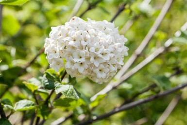 Großblumiger Duft-Schneeball Viburnum carlcephalum strauch 50-60 C5 Viburnum carlcephalum Strauch 50-60 cm
