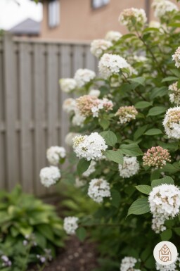 Viburnum carlesii 'Aurora' Strauch 30-40 cm