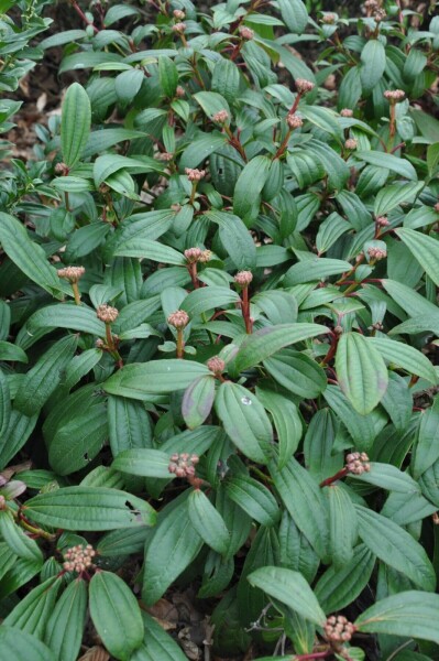 Viburnum davidii Strauch 30-40 cm