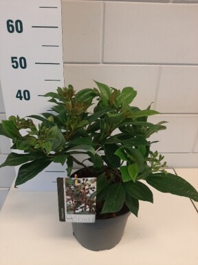 Viburnum davidii Strauch 30-40 cm