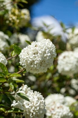 Schneeball Viburnum 'Eskimo' strauch 30-40 C3 Viburnum 'Eskimo' Strauch 30-40 cm