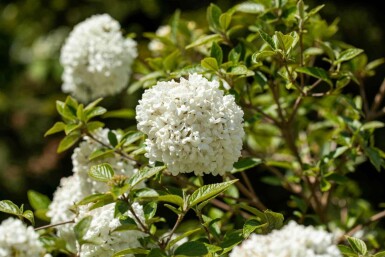 Schneeball Viburnum 'Eskimo' strauch 30-40 C3 Viburnum 'Eskimo' Strauch 30-40 cm