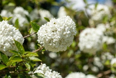 Schneeball Viburnum 'Eskimo' strauch 30-40 C3 Viburnum 'Eskimo' Strauch 30-40 cm