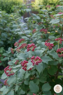 Viburnum lantana Strauch 80-100 cm