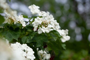 Gewöhnlicher schneeball Viburnum opulus strauch 40-60 C2,5 Viburnum opulus Strauch 40-60 cm