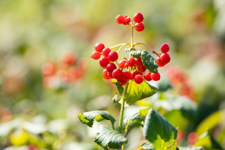 Gewöhnlicher schneeball Viburnum opulus 'Compactum' strauch 25-30 C2,5 Viburnum opulus 'Compactum' Strauch 25-30 cm