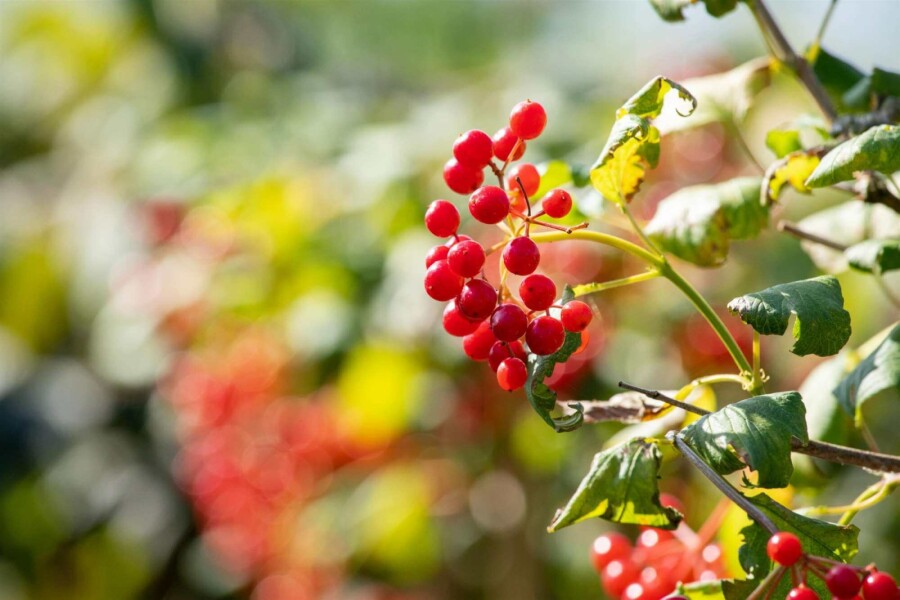 Gewöhnlicher schneeball Viburnum opulus 'Compactum' strauch 25-30 C2,5 Viburnum opulus 'Compactum' Strauch 25-30 cm