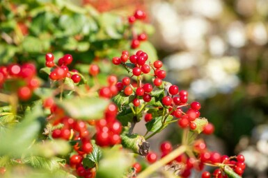 Gewöhnlicher schneeball Viburnum opulus 'Compactum' strauch 25-30 C2,5 Viburnum opulus 'Compactum' Strauch 25-30 cm