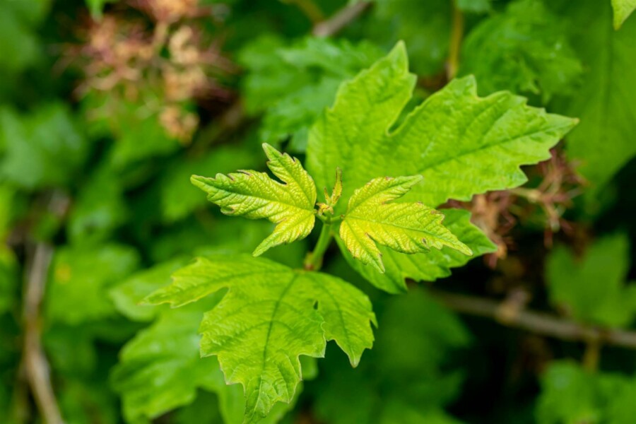 Schneeball Viburnum opulus 'Roseum' strauch 60-80 C7,5 Viburnum opulus 'Roseum' Strauch 60-80 cm