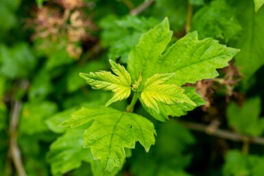 Schneeball Viburnum opulus 'Roseum' strauch 60-80 C7,5 Viburnum opulus 'Roseum' Strauch 60-80 cm